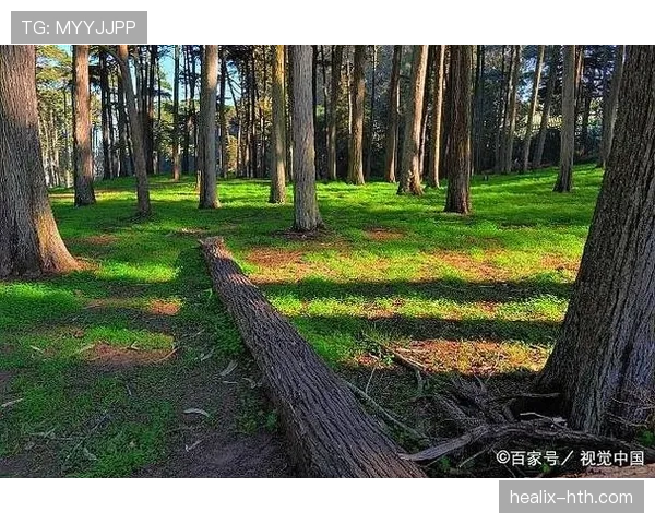 麦迪逊长期被低估的原因与真实价值解析
